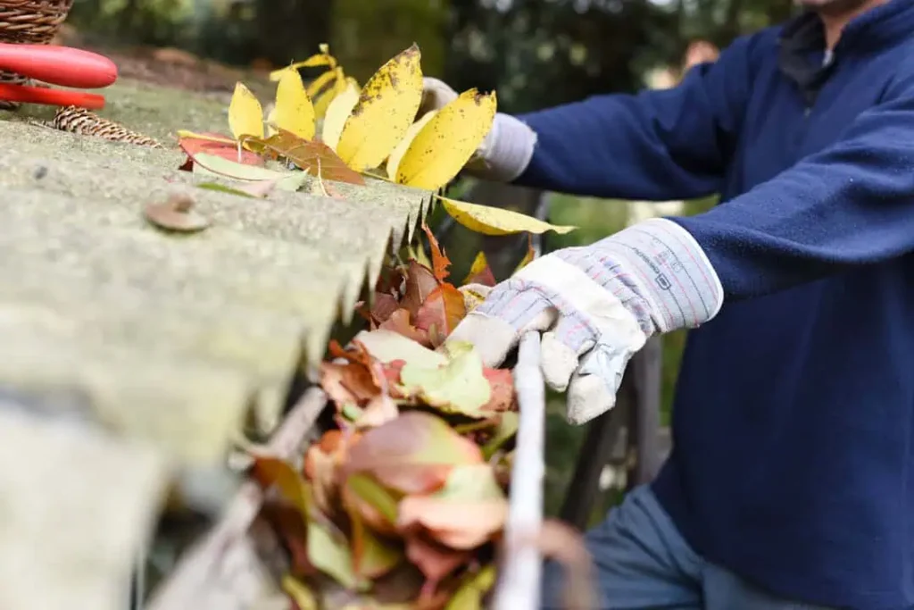 A roof gutter full of leaves and a person cleaning it out