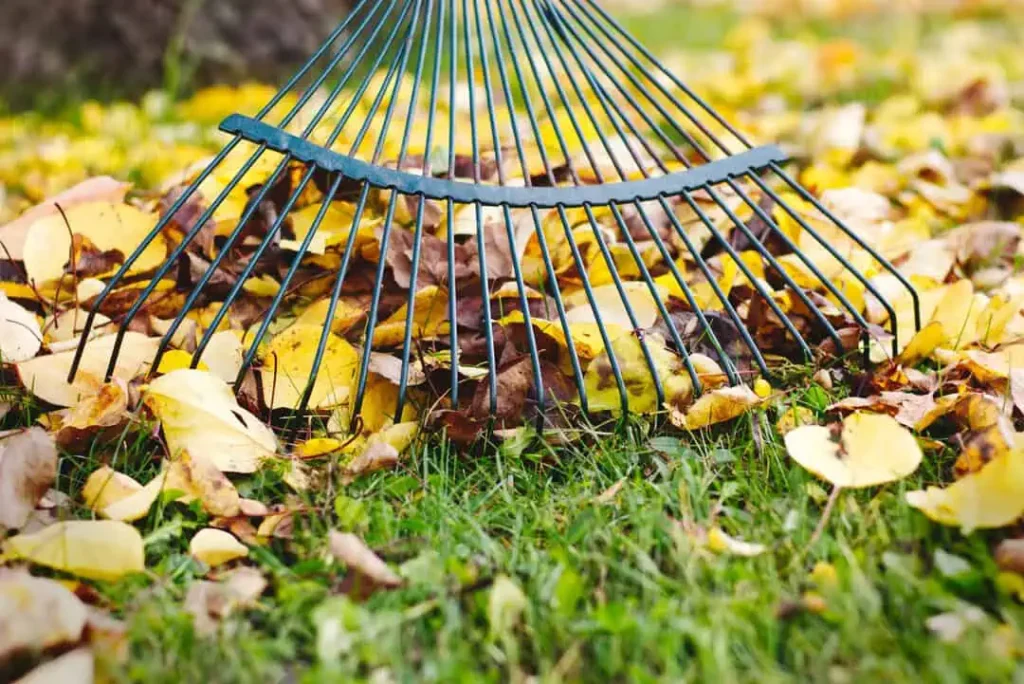 a rake with leaves